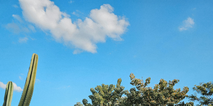 Inpe confirma redução de desmatamento na maioria dos biomas em 2024